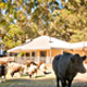 Margaret River Hideaway & Farmstay - Family and dog friendly farm stay